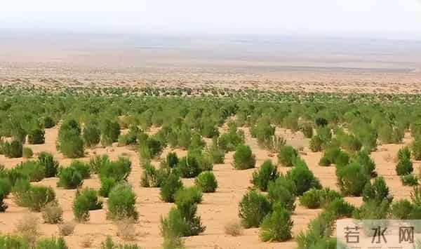 马云斥巨资在沙漠里种树,承诺每年1亿棵,9年过去了,树怎样了