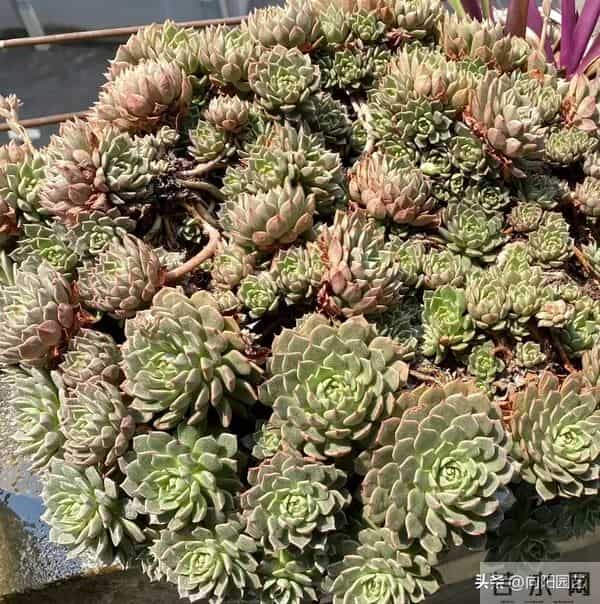 多肉地栽，长得比“脸盆”大，花盆限制了生长，地栽才是王道