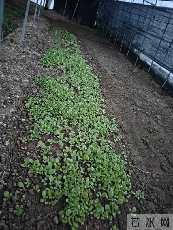 人家下雪天往家跑，而我下雪天往菜地跑，是憨了还是傻了？