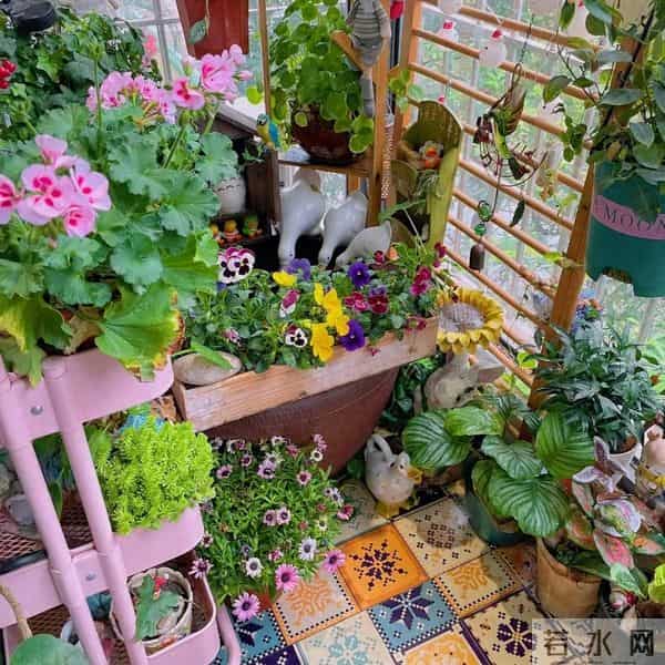 紧急提醒！这10种花冬天赶紧断水，多浇一瓢水就烂根，能要了命！