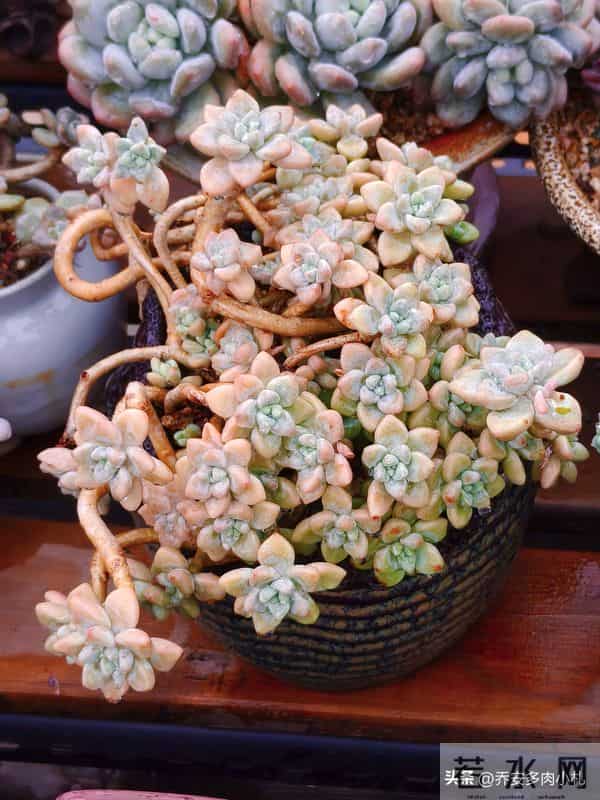 谁说冰玉养久了就能黄透养了五年还这个样，还有不出状态的纯爱