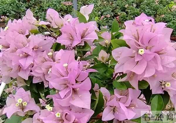 冬季三角梅别乱剪！这4个耐寒品种，剪早了错过整季花