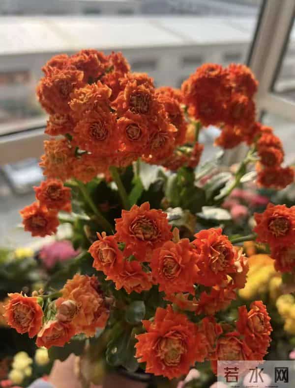 长寿花又出新品种，花比拇指还大，华丽似牡丹，一年开三季