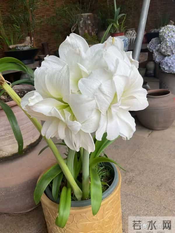 六路奔向寒冬来，一齐走过鲜花开，朱顶红的安全越冬对策