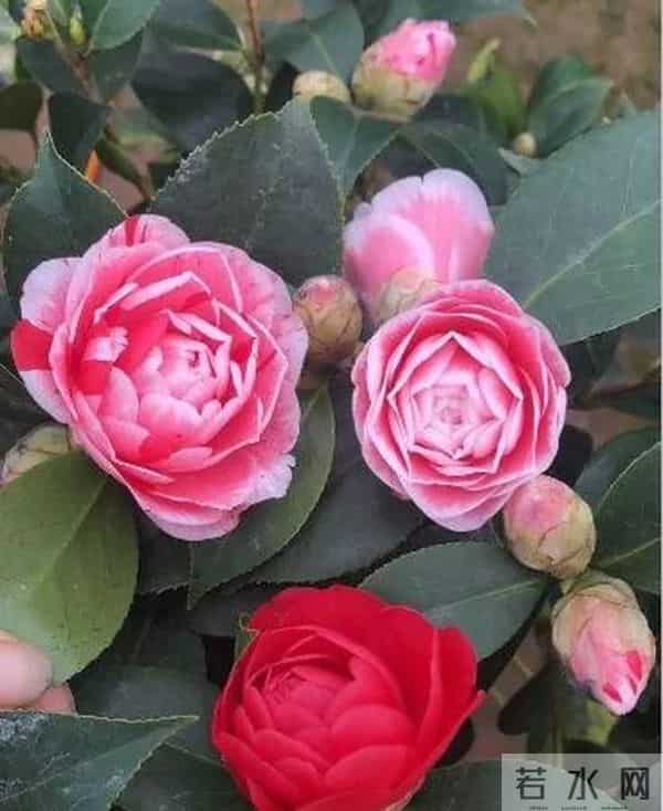 茶花明明带苞却脱落?揪出花苞干枯的 “幕后元凶”