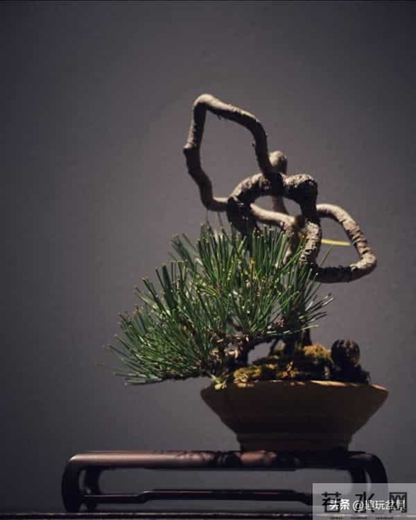 玩盆景，这几种树“至少要玩上一盆”！行家眼里的“硬通货”。