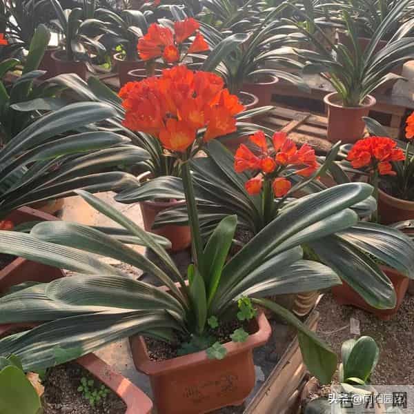 教你做“鸡蛋肥”，1颗鸡蛋发酵成肥料，养君子兰很好用！