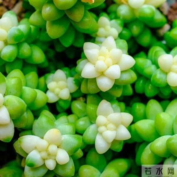 多肉养成果冻糖，靠4个反常识操作！第3个90%的人做反了