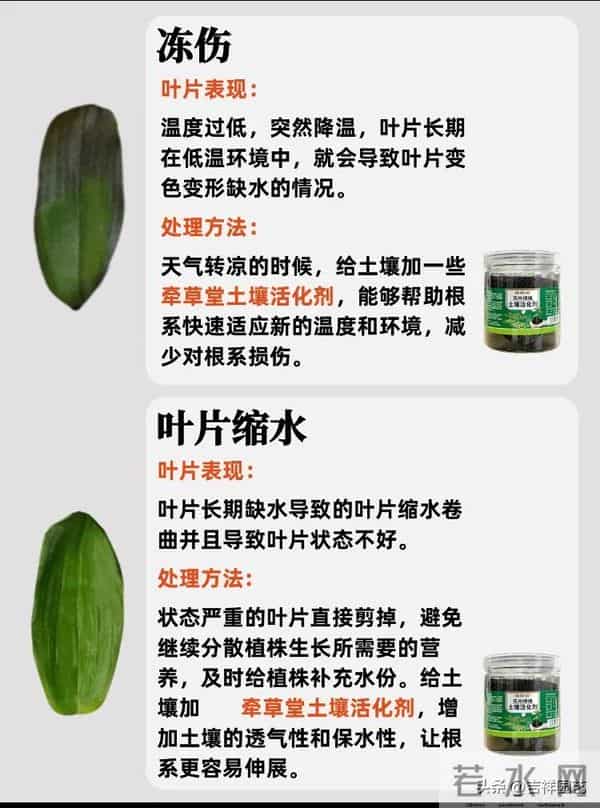 蝴蝶兰冻伤晒伤分不清？这份处理指南让你避开99%的养兰雷区
