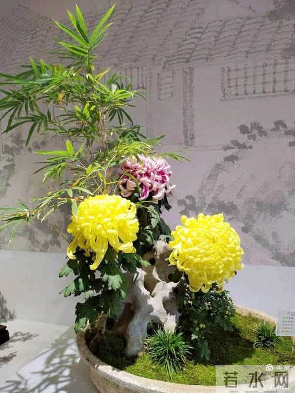 零下15℃也能开！4种“摆烂式”养花选手，新手闭眼入不踩坑