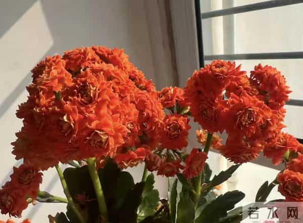 长寿花又出新品种，花比拇指还大，华丽似牡丹，一年开三季