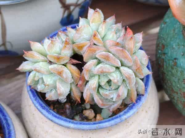 谁说冰玉养久了就能黄透养了五年还这个样，还有不出状态的纯爱