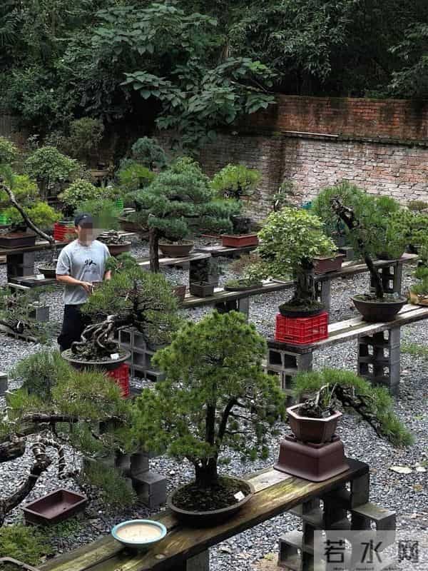 逛盆景展，赏东方美学！中国盆景有多牛？看懂盆景，审美瞬间升级