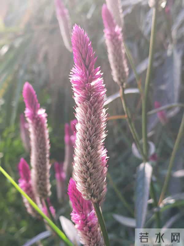 花开烂漫尽情艳