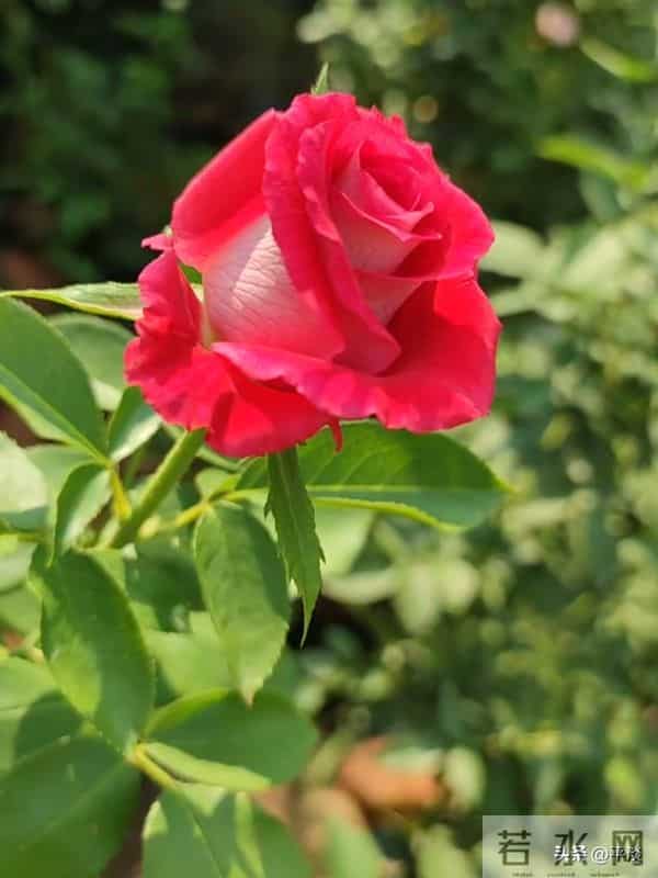 不同季节下的莫妮卡贝鲁奇月季花