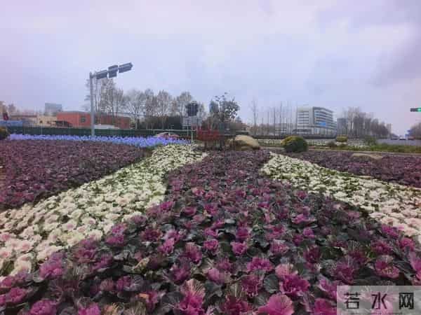 16万株！亮相日照！