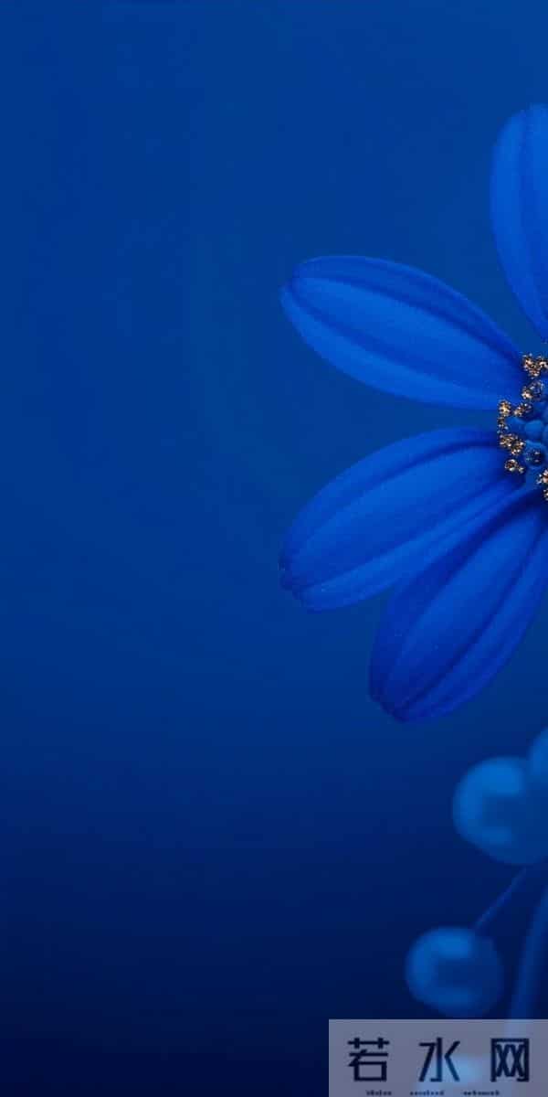 蓝 色 郁 金 香 高 清 壁 纸