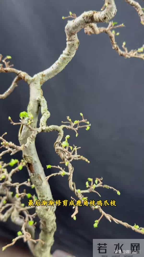 一枝一世界:带你读懂盆景里的“单枝成景”。