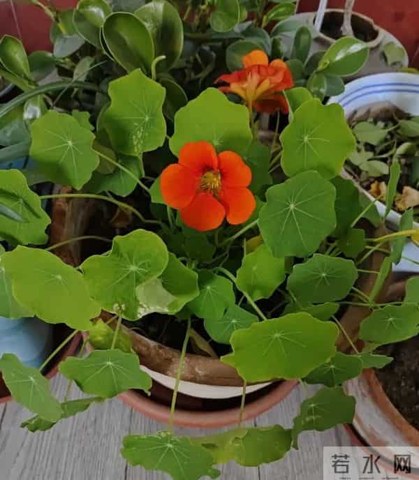 天冷养花别瞎控水！这5种花越“润”长得越旺，开花能撑到开春