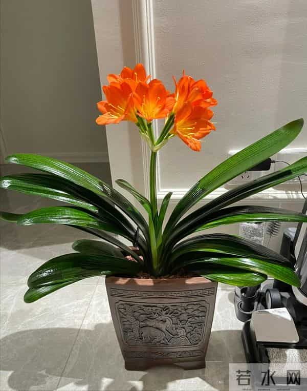 君子兰已被拉入黑名单，原因有4个，花友们别再养了