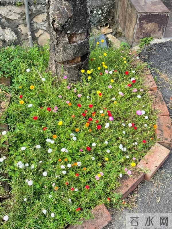 院子再小，也要种这几种花，好看好养又旺宅！