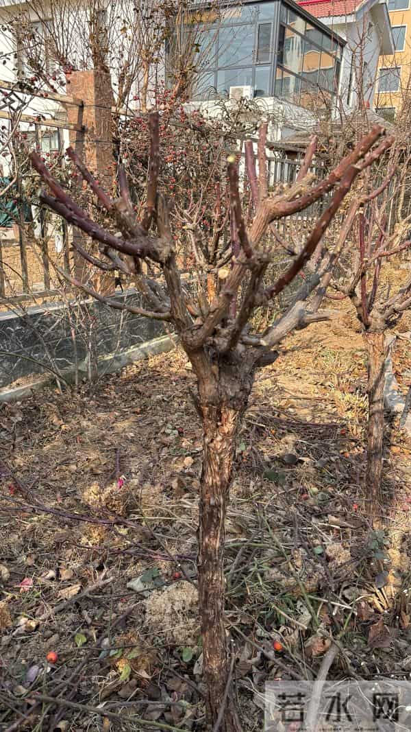 树状月季冬季这样剪，来年开出一树花