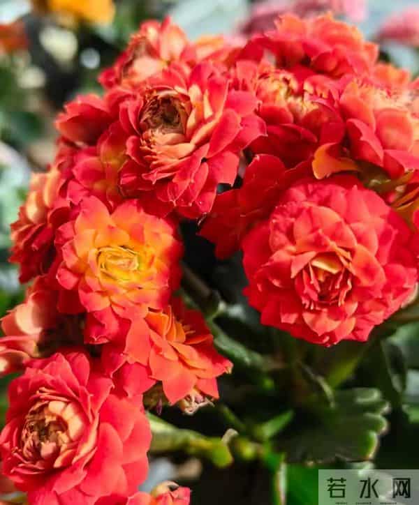 长寿花又出新品种，花比拇指还大，华丽似牡丹，一年开三季