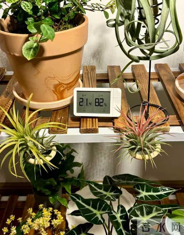 8种花要放外面“冻着养”，千万别搬进屋，不然影响明年开花！