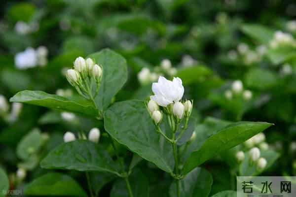 茉莉花冬天疯狂掉叶？做好这4点，来年开花爆满盆！