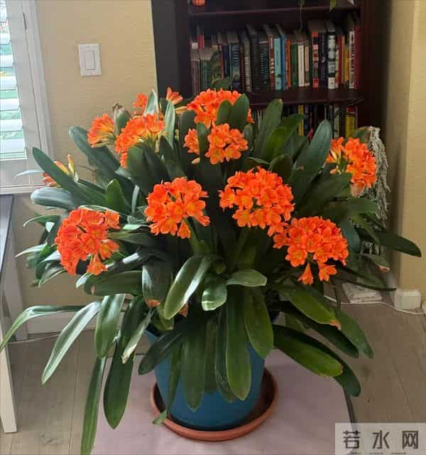 君子兰已被拉入黑名单，原因有4个，花友们别再养了