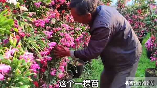 蟹爪兰有5个＂小脾气＂，顺着它。春节开满＂红灯笼＂超喜人！