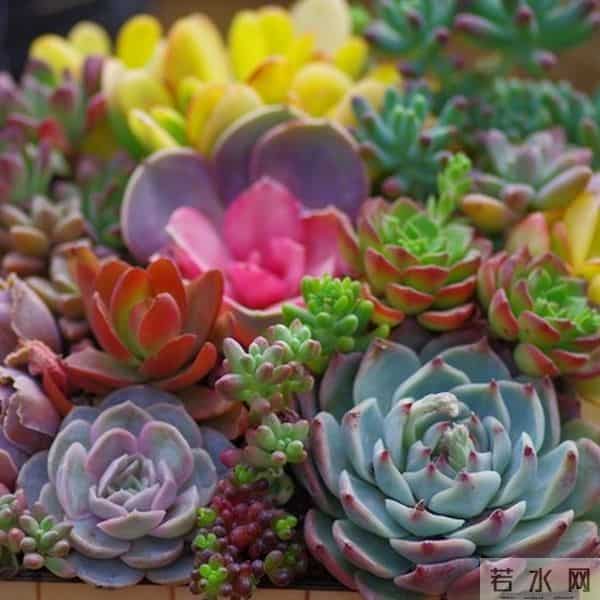 多肉养成果冻糖，靠4个反常识操作！第3个90%的人做反了