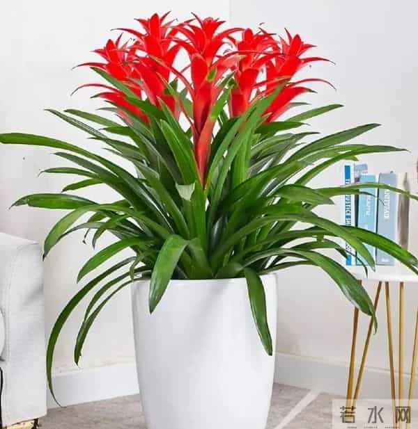 天冷养花别瞎控水！这5种花越“润”长得越旺，开花能撑到开春