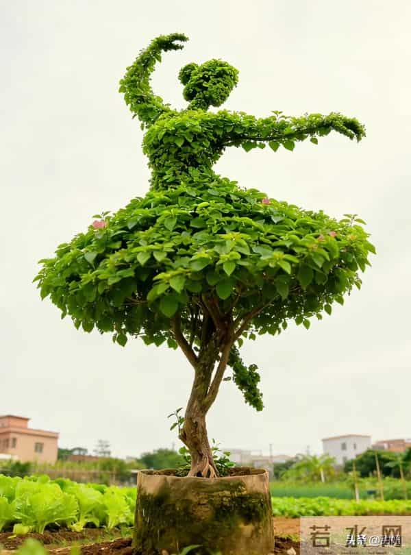 大爷的三角梅，愣是剪成了“艺术品”！开花那一刻美疯了