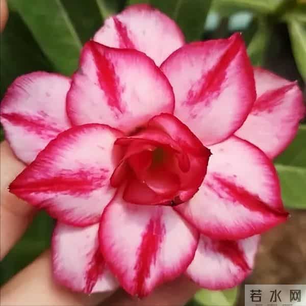 最怕冷的6种花，降温别忘给花保暖！马上做好保温措施，小心冻死