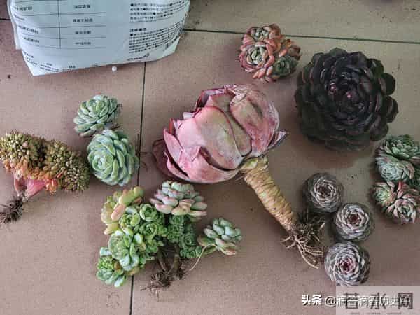 又到一箱多肉，先记录一下名字