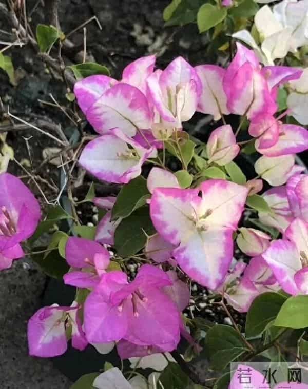 比“三樱”还勤花的三角梅品种,你有吗?