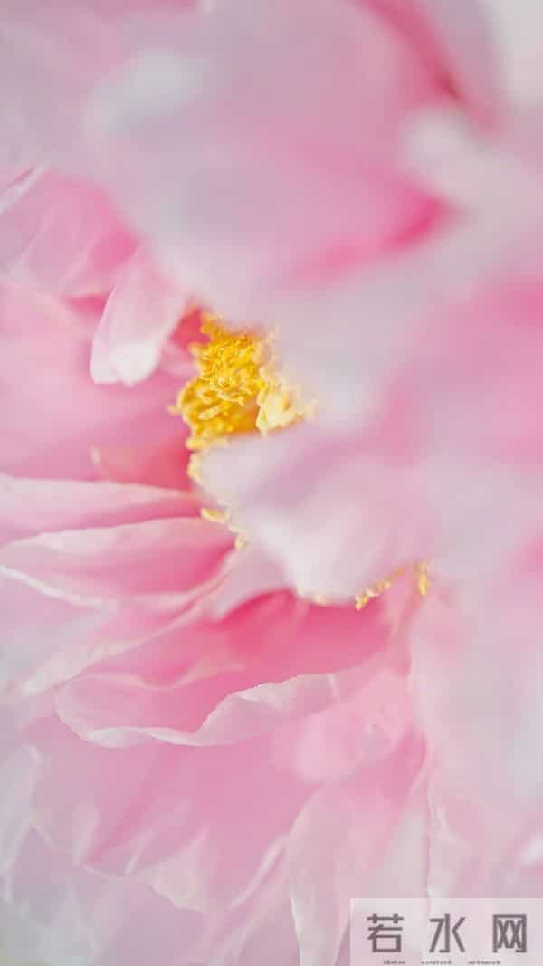 芍药:在岁月里,留下一抹温柔的印记