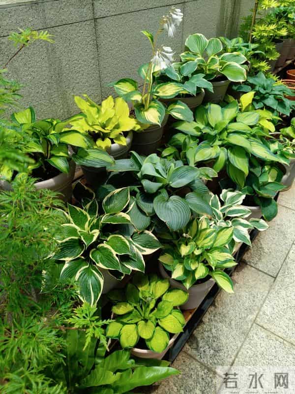 院子再小，也要种这几种花，好看好养又旺宅！