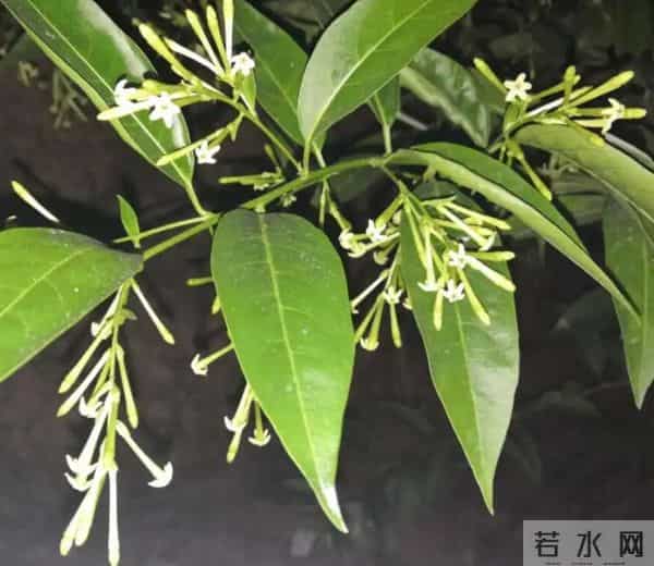 家里别乱养花！这5种“花旺人不旺”，有毒还招麻烦，赶紧清走