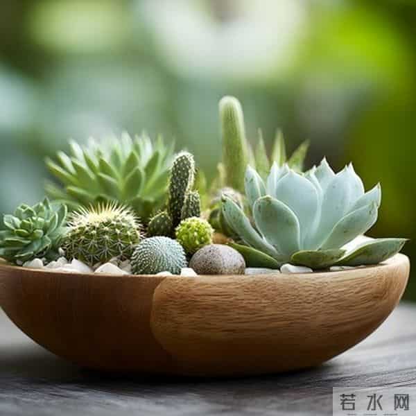 多肉养成果冻糖，靠4个反常识操作！第3个90%的人做反了