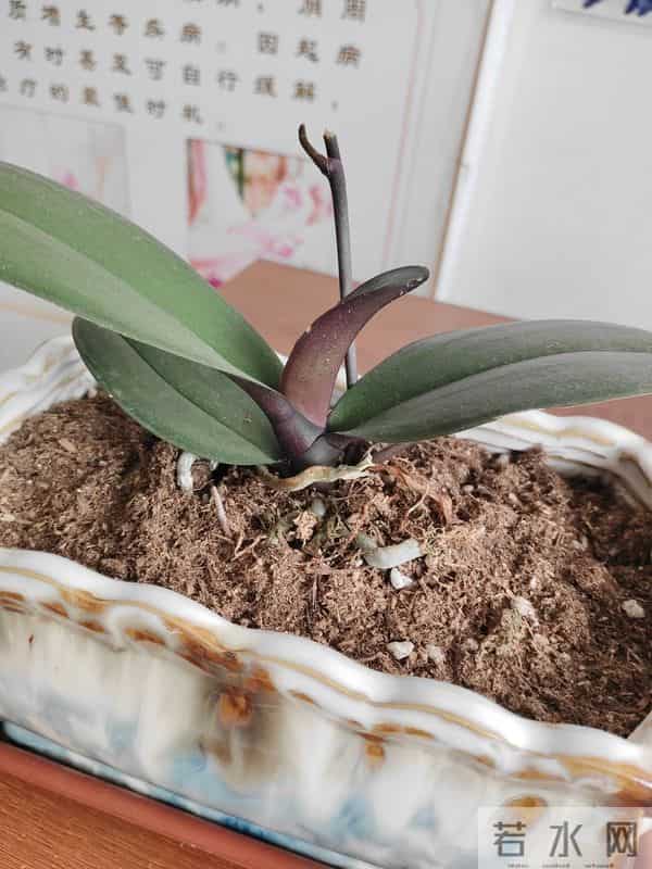 纵你阅人何其多,再无一人恰似我