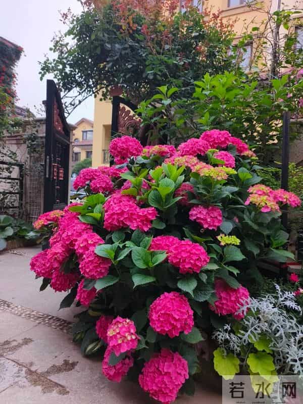 院子再小，也要种这几种花，好看好养又旺宅！