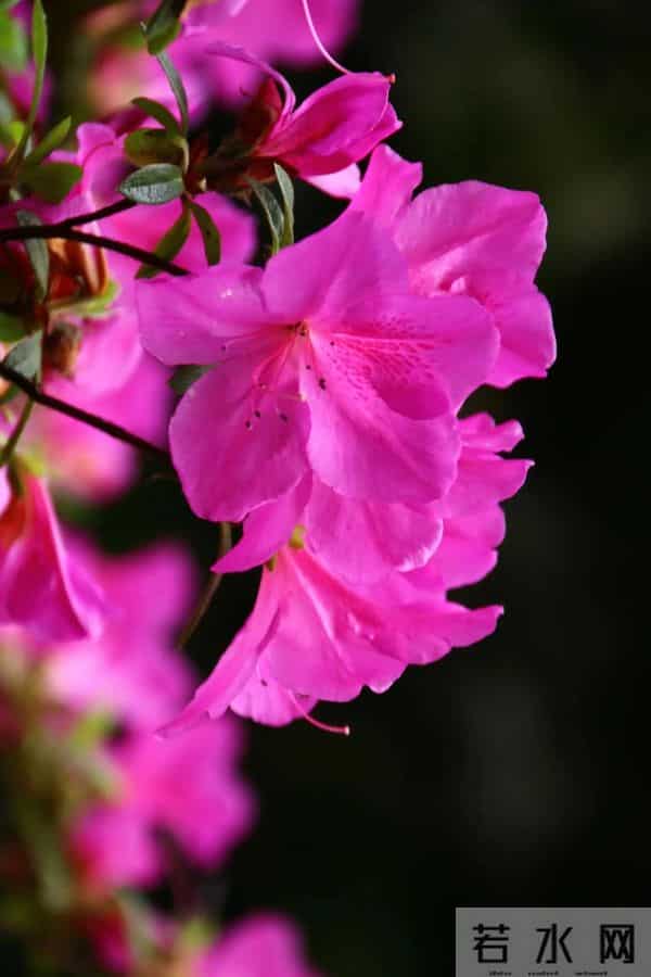 永远属于你、爱的快乐（杜鹃花）