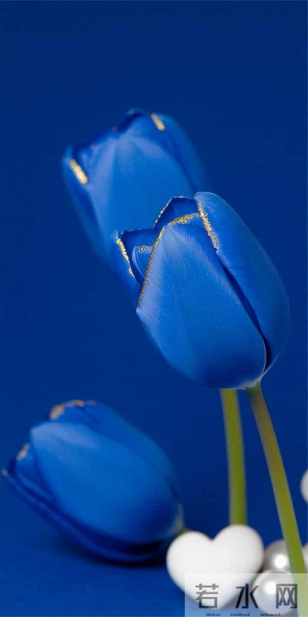 蓝 色 郁 金 香 高 清 壁 纸
