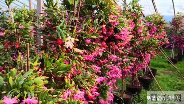 蟹爪兰有5个＂小脾气＂，顺着它。春节开满＂红灯笼＂超喜人！