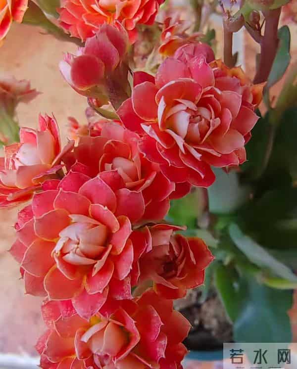 长寿花又出新品种，花比拇指还大，华丽似牡丹，一年开三季