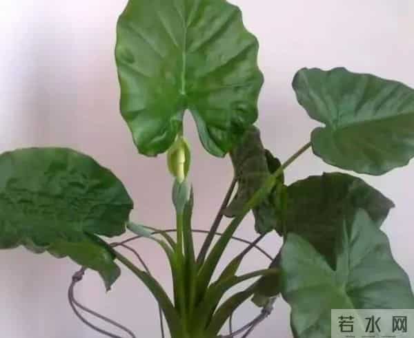 家里别乱养花！这5种“花旺人不旺”，有毒还招麻烦，赶紧清走