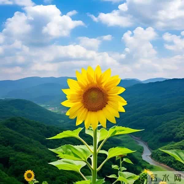 事事如意微信头像