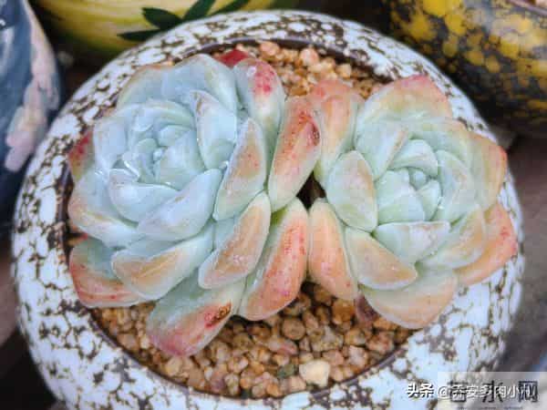 谁说冰玉养久了就能黄透养了五年还这个样，还有不出状态的纯爱